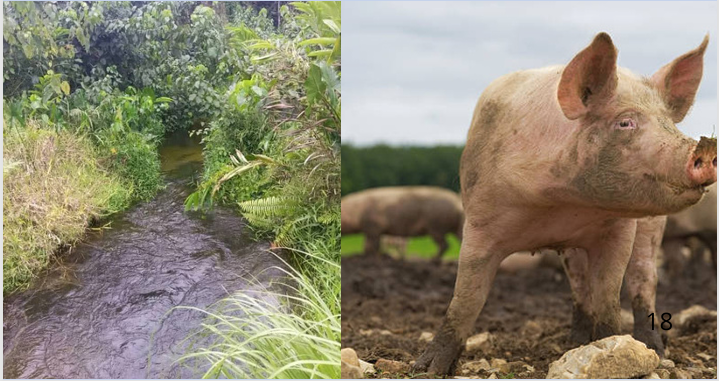  Agriculture / Élevage / Pisciculture